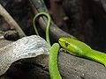 Eastern green mamba Dendroaspis angusticeps at Wilmington's Serpentarium