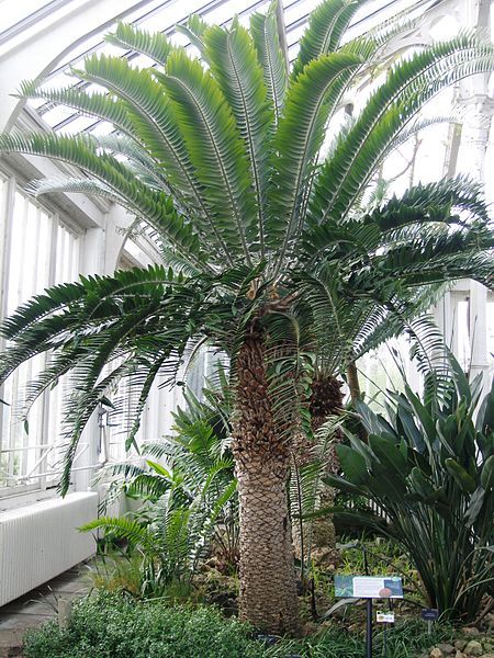 File:Encephalartos woodi RBGK.JPG