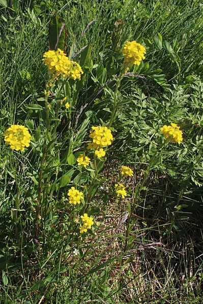 File:Erysimum hieraciifolium 31664315.jpg