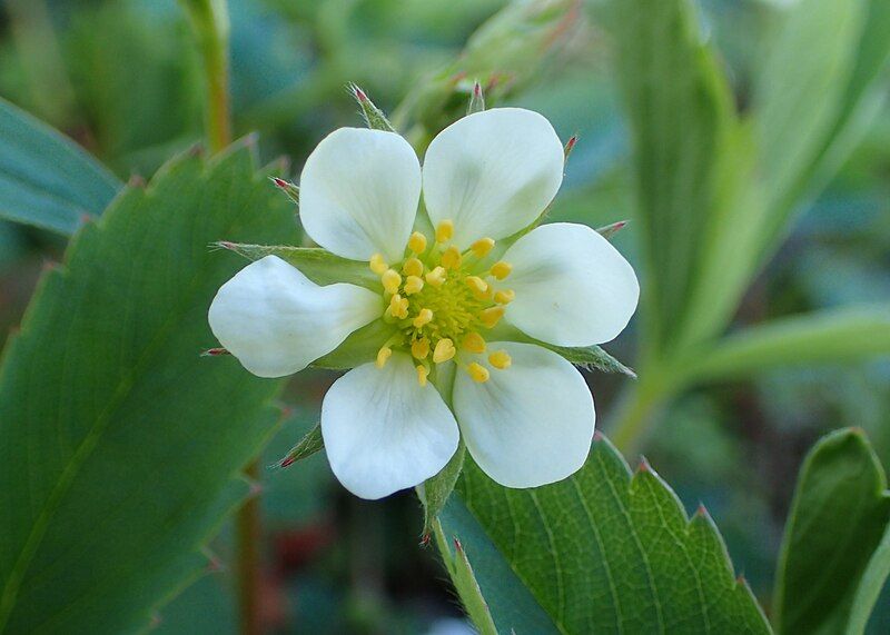 File:Fragaria chiloensis kz03.jpg