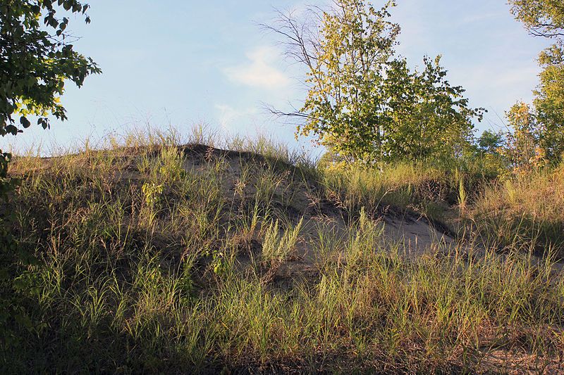 File:Gfp-wisconsin-whitefish-dunes-a-dune.jpg