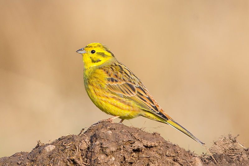 File:Goldammer Emberiza citrinella.jpg