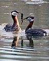 Red-necked grebe, Podiceps grisegena