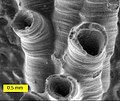 SEM image of a hederelloid from the Devonian of Michigan (largest tube diameter is 0.75 mm).