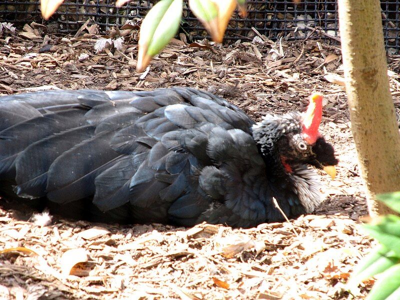 File:Horned Guan.jpg