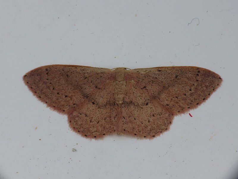 File:Idaea eugeniata1.jpg