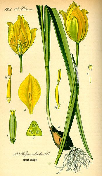 File:Illustration Tulipa sylvestris0.jpg