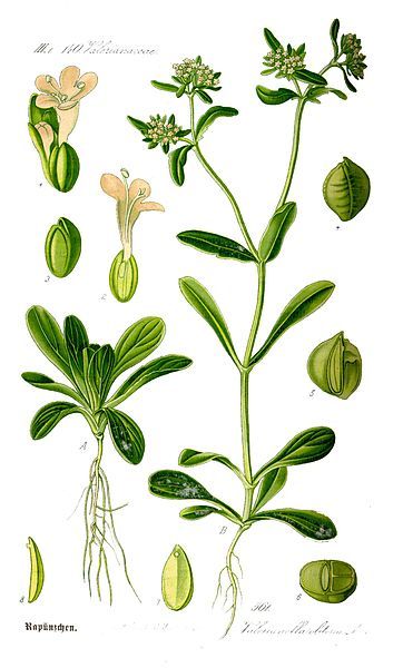 File:Illustration Valerianella locusta0.jpg