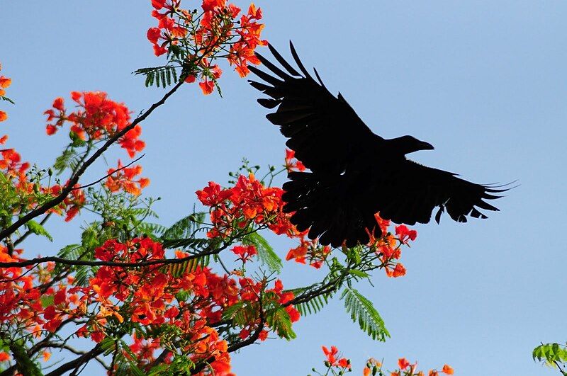 File:Indian Crow vs.JPG