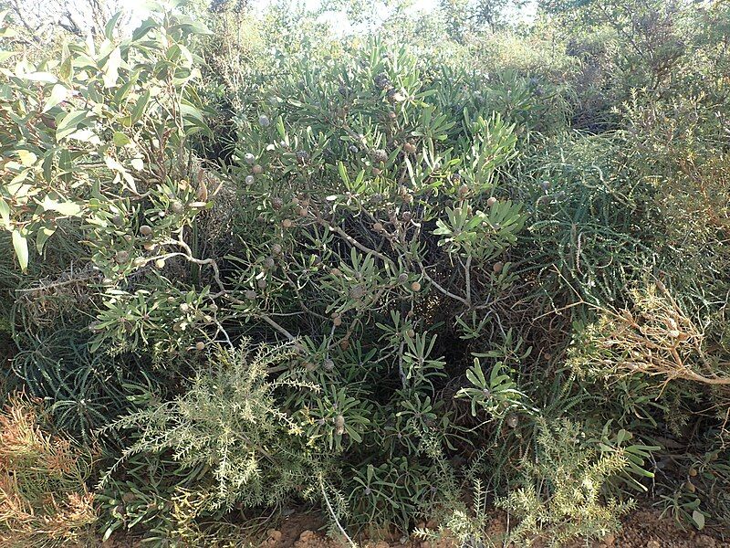 File:Isopogon longifolius habit.jpg