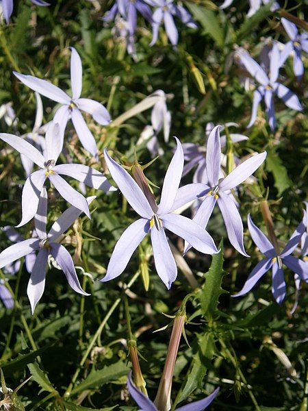 File:Isotoma axillaris02.jpg