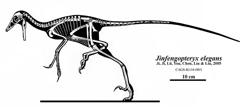 File:Jinfengopteryx elegans.jpg