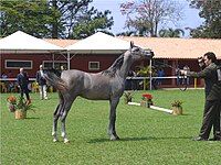 A yearling