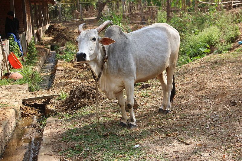 File:Krishna-cow 01.JPG