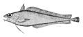 Image 68Cod-like fishes, like this morid cod have a barbel (fleshy filament) on their lower jaw which they use to detect prey buried in the sand or mud. (from Coastal fish)