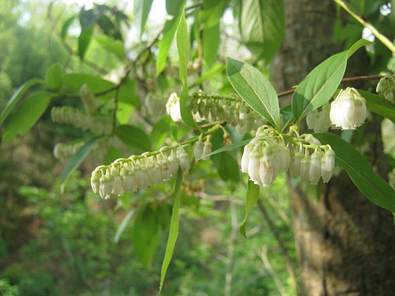 File:Lyonia ovalifolia Flowers.JPG