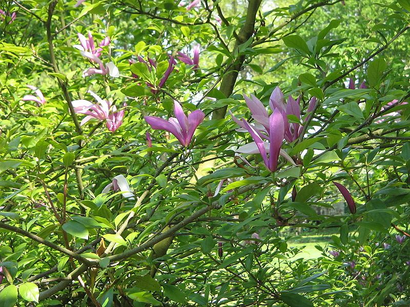 File:Magnolia liliiflora01.jpg