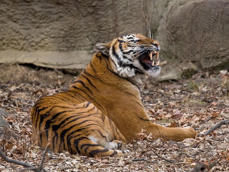 File:MalayanTiger01.jpg