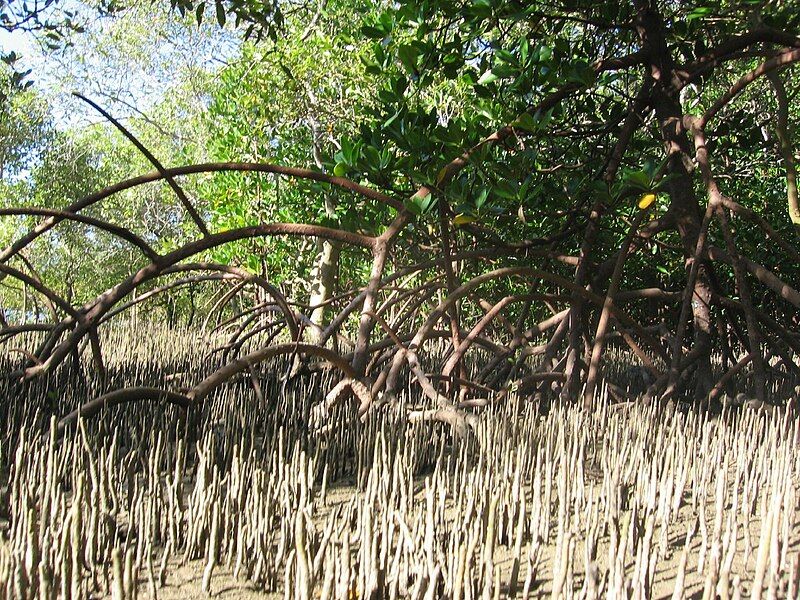 File:Mangrove architecture.jpg