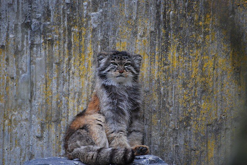 File:Manul Zoo Zurich.jpg