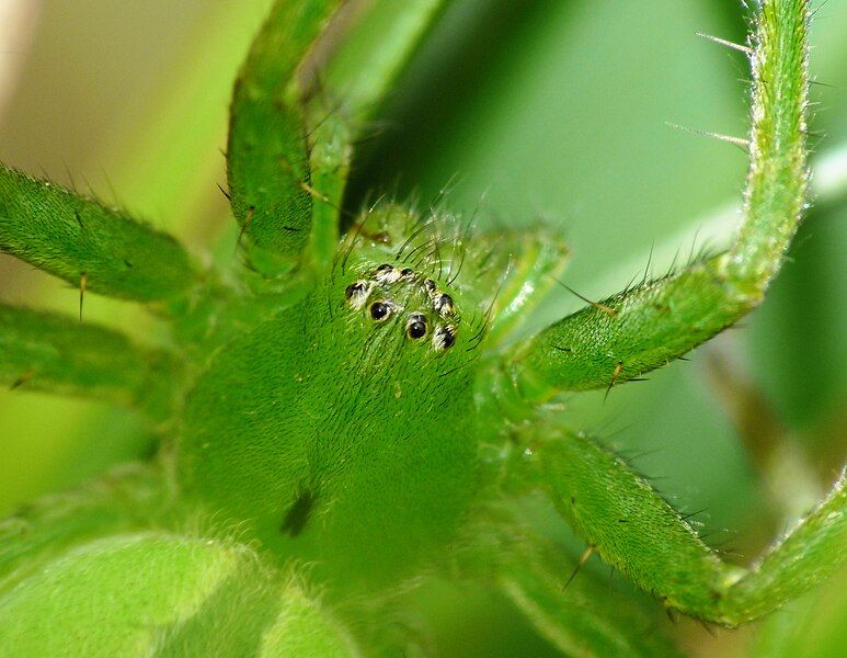 File:Micrommata ligurina 2.JPG