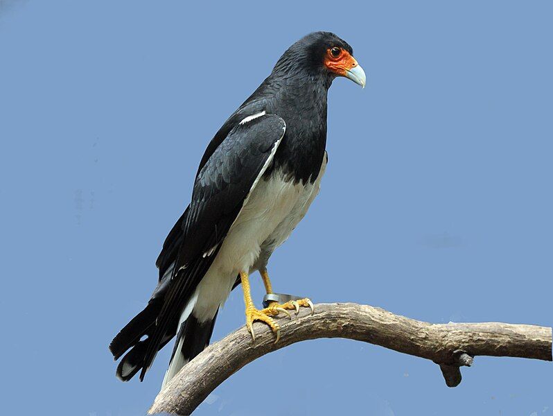 File:Mountain Caracara RWD.jpg