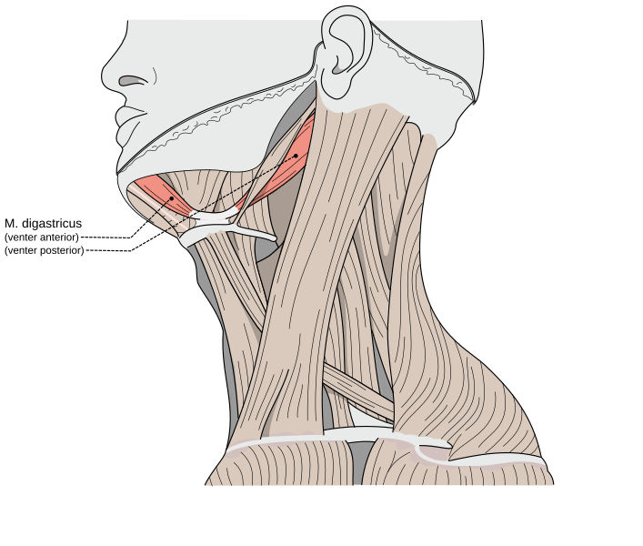 File:Musculi colli digastricus.svg