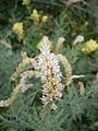 Myricaria germanica close-up