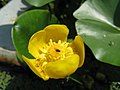 Dwarf water lily