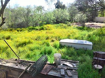 Invasive growth in Arizona