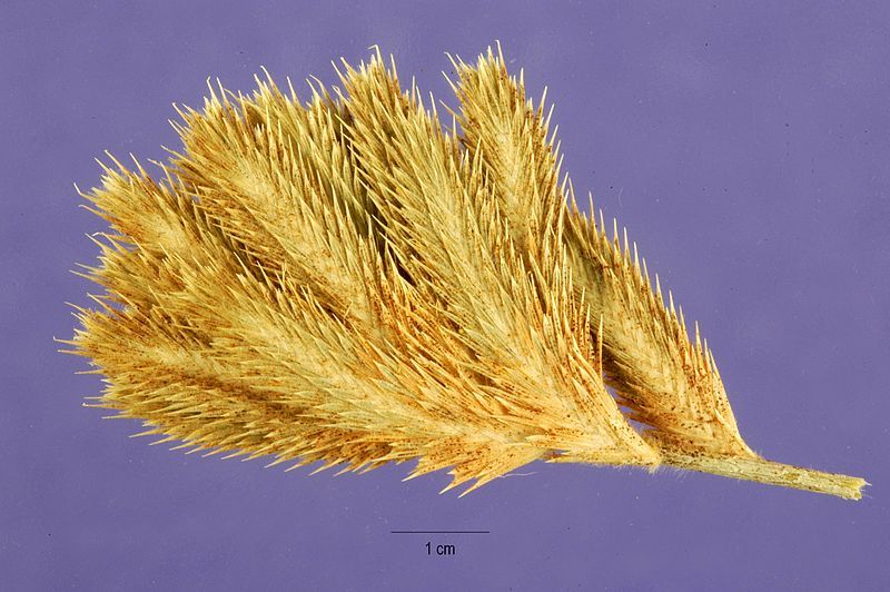 File:Orcuttiacalifornica.jpg