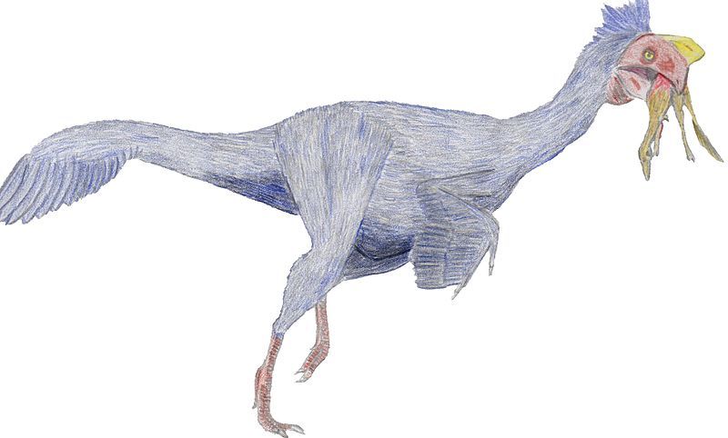 File:Oviraptor Shuvuuia.jpg