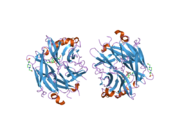 2f27: Crystal Structure of the Human Sialidase Neu2 E111Q-Q112E Double Mutant in Complex with DANA Inhibitor