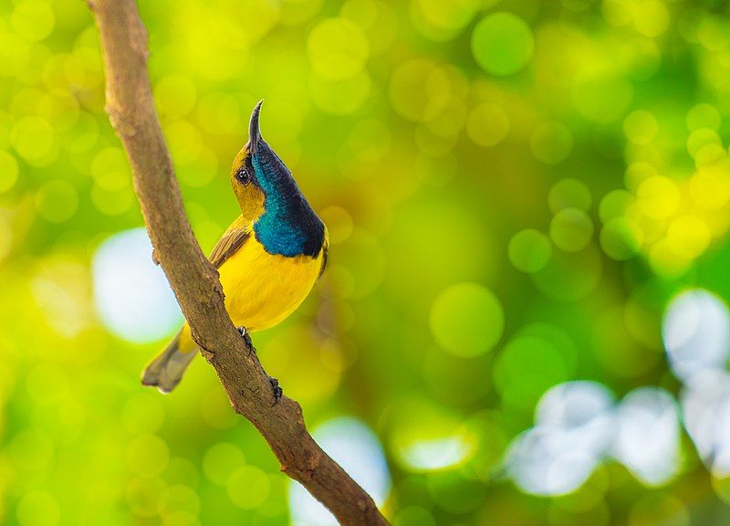 File:PHILIPPINE OLIVE-BACKED SUNBIRD.jpg