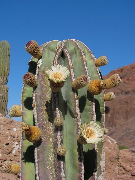 File:Pachycereus pringlei (5708603409).jpg