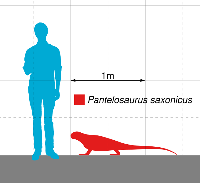 File:Pantelosaurus Scale.svg