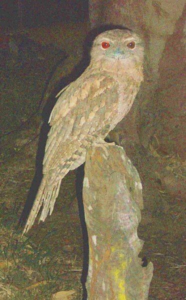 File:Papuan Frogmouth 3.jpg