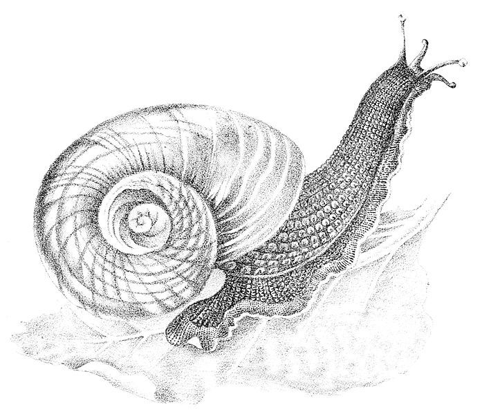 File:Paryphanta busbyi.jpg