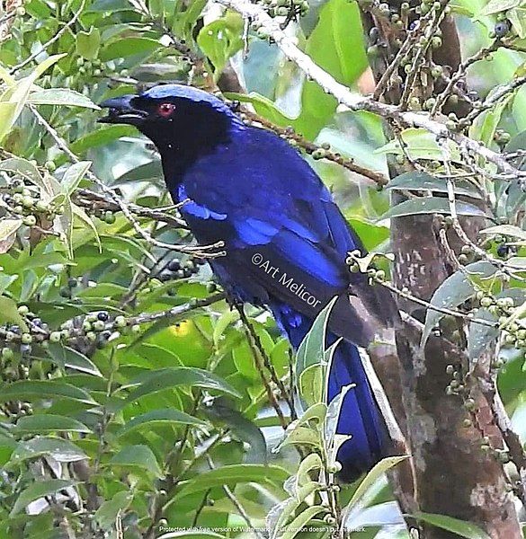 File:Philippine Fairy-Bluebird.jpg