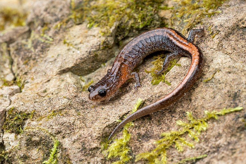 File:Plethodon websteri 169631240.jpg