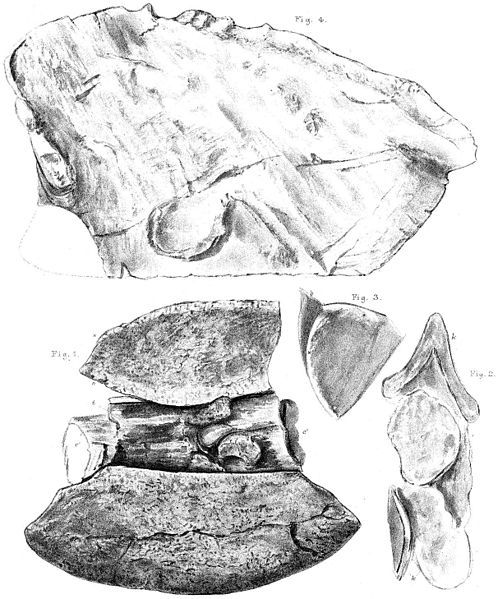 File:Polacanthus fossils.jpg