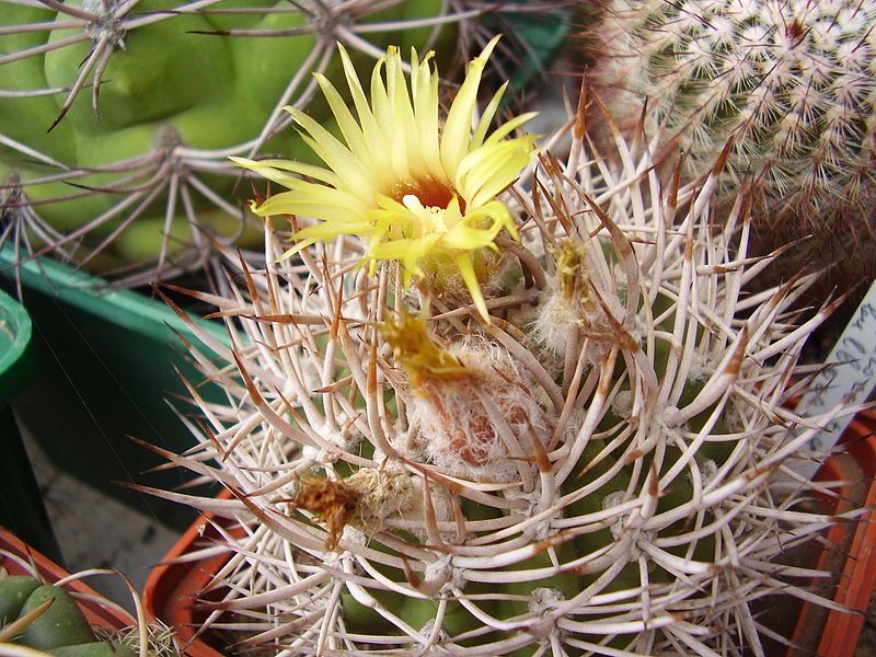 File:Pyrrhocactus bulbocalyx.JPG