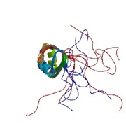 NMR structure of the second RRM domain of ASF/SF2 based on the PDB: 2O3D​ coordinates.[14]