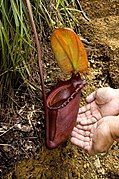 A terrestrial pitcher