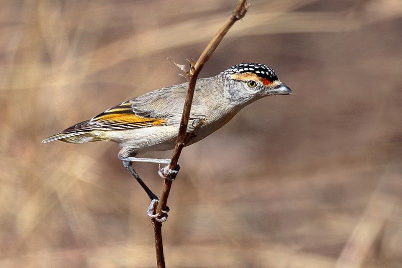 File:Red-browed Pardalote 8050.jpg