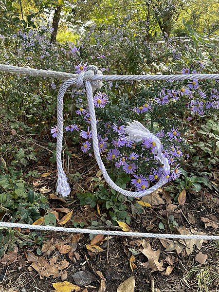 File:Rope on flowers.jpg