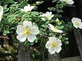 Rosa arvensis