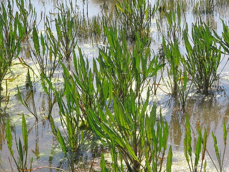 File:Rumex hydrolapathum01.jpg