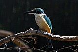 Sacred kingfisher