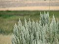 New sagebrush shoots